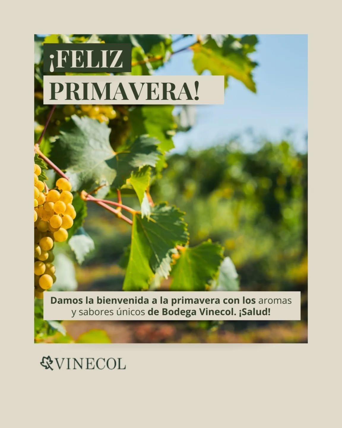 ​¡La primavera florece, y en Bodega Vinecol lo celebramos con vos! 🥂 

Te invitamos a brindar por los días más largos y la naturaleza en su máximo esplendor.