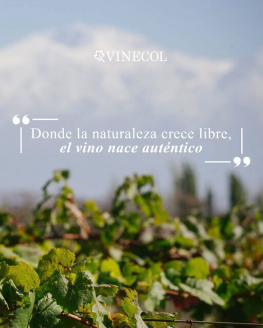 La naturaleza habla dentro del viñedo,
y nuestro vino es su forma de contarlo🍷🌿

#viñedo #vinosnaturales #organicos #naturaleza #mendoza