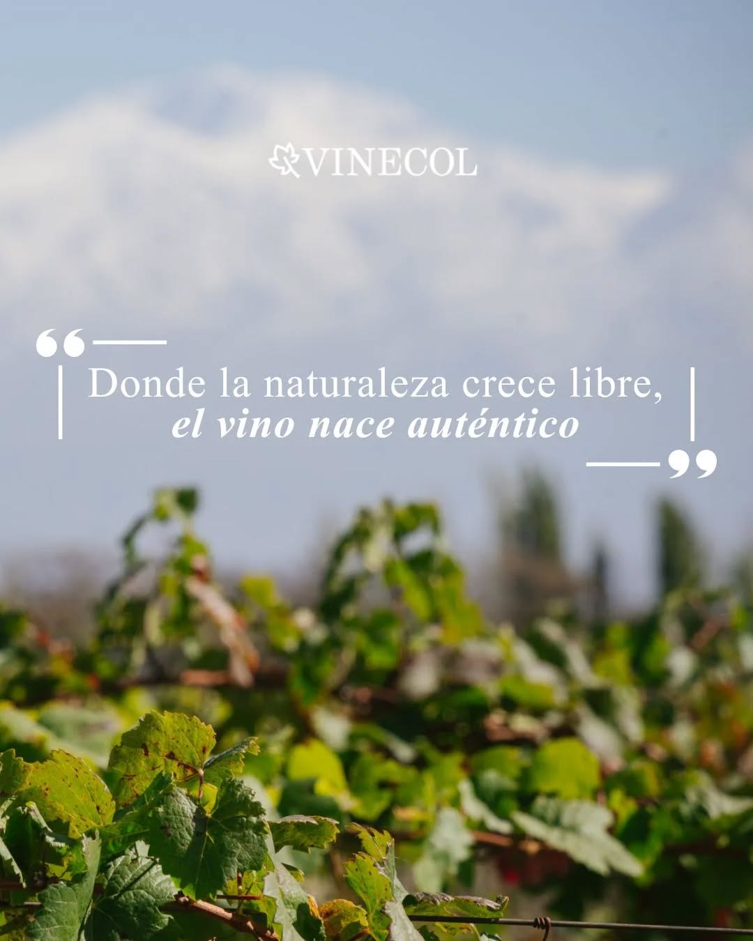 La naturaleza habla dentro del viñedo,
y nuestro vino es su forma de contarlo🍷🌿

#viñedo #vinosnaturales #organicos #naturaleza #mendoza
