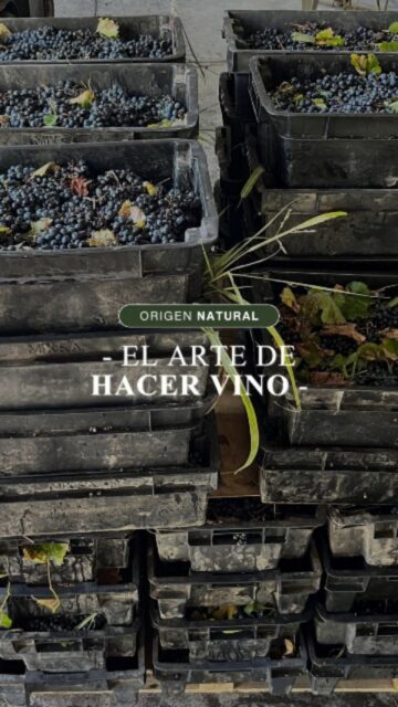 Cada vino tiene una historia 🍇

Nace en el viñedo,
crece con el sol,
se cosecha a mano
y descansa hasta su momento

Hoy, esa historia llega a tu copa🍷