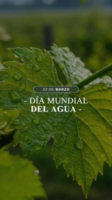 En cada copa hay mucho más que vino. Hay suelo, hay tiempo… y hay agua 🍇🍷

Un recurso vital que respetamos y cuidamos en cada etapa del viñedo 🌱💧

Hoy brindamos por el Día Mundial del Agua

#agua #vinosorganicos #organicwine #vinecol