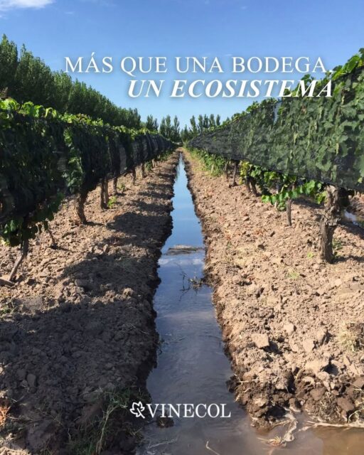 Más que una bodega, un ecosistema 🌿

Un compromiso con la naturaleza que se transforma en vinos únicos ¡Descubrí Vinecol! 🍇🍷

📲 Para más info en la descripción de nuestro perfil