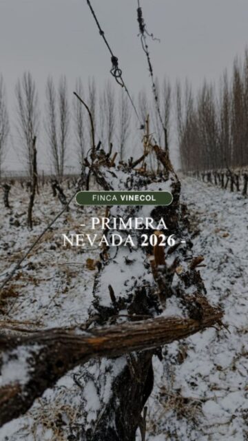 La primera nevada del año llegó para recordarnos que la montaña también tiene su manera de hablar
Mientras los viñedos descansan bajo el invierno mendocino, la naturaleza sigue escribiendo el próximo capítulo de cada cosecha. Cada copo de nieve protege la tierra, alimenta el deshielo y forma parte del ciclo que, con paciencia, dará vida a nuestros vinos
Así se vive el invierno en Mendoza: silencioso, imponente y lleno de promesas ❄️🍷
#bodegavinecol #vinosorganicos #wine #nevada
