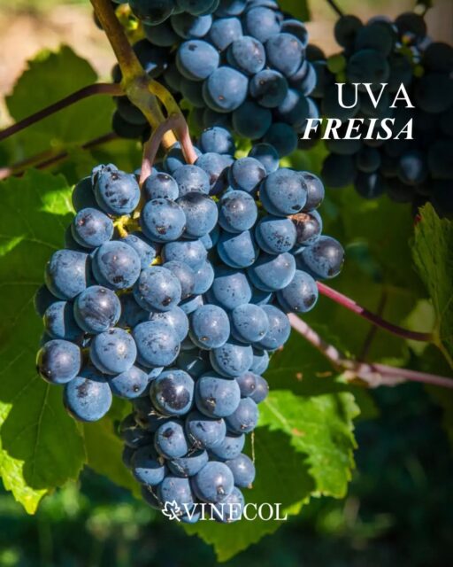 Vinos del Enólogo by Vinecol 🍇
🇮🇹 Freisa, una uva originaria del Piamonte de Italia
🇫🇷 Marselán, una variedad de uva del sur de Francia
¿Ya los probaste? 👇🏻
#freisa #marselan #vinosorganicos #mendoza