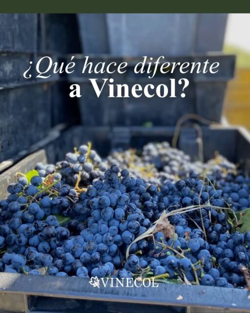 ¿Qué hace diferente a Vinecol? 🌿

El origen
La tierra
La dedicación
El tiempo

🍇 Cada uno de nuestros vinos expresa una identidad construida desde el territorio. Detrás de cada botella hay naturaleza, experiencia, compromiso y una búsqueda constante por crear vinos que transmitan algo más que sabor: una historia

Porque la verdadera identidad no se explica. Se descubre en cada copa🍷 

Vinecol. Una botella. Muchas historias ❤️

#vinosorganicos #vinecol #mendoza #agriculturaorganica #vinosnaturales