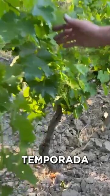 En Bodega Vinecol, cada botella es el resultado de un proceso de producción 100% orgánico, cuidadoso y apasionado 🍷🍇

Conozcan nuestra Bodega

​#BodegaVinecol
​#Vinecol
​#VinoArgentino
​#BodegaMendocina
​#VinoOrgánico
​#Mendoza ​#TurismoEnologico