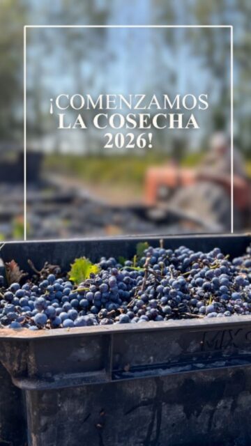Todo empieza bajo el sol de Mendoza ☀️
En Vinecol cada racimo es cosechado a mano, respetando el ritmo natural de la tierra
🌱 Uvas 100% orgánicas
🌿 Viñedo sustentable
🚜 60 hectáreas de finca propia
📍 La Paz, Mendoza
Cuando la naturaleza guía el proceso, el resultado se siente en cada copa 🍷✨
#bodegavinecol #wine #vinosorganicos #sellosorgánicos #agroecologico