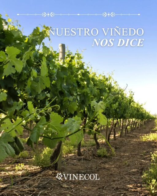 En nuestra bodega la sustentabilidad no es una tendencia, es nuestra esencia.
🌿 100% orgánico
🌱 80 hectáreas de viñedos cuidados de manera responsable
🌎 Ubicados en una zona de baja incidencia de contaminación ambiental
💧 Riego dual, combinando sistema por goteo y por surco para un uso eficiente del agua
🌾 Conducción en espaldero, favoreciendo la sanidad y calidad de la uva
☀️ Protección con malla antigranizo, cuidando cada racimo desde su origen
Creemos en un vino que nace del equilibrio entre naturaleza, trabajo y compromiso. Porque la mejor tierra es la que se cuida hoy para que siga dando vida mañana 🍇💚
#viñedo #sustentabilidad #vinosnaturales #vinosorganicos