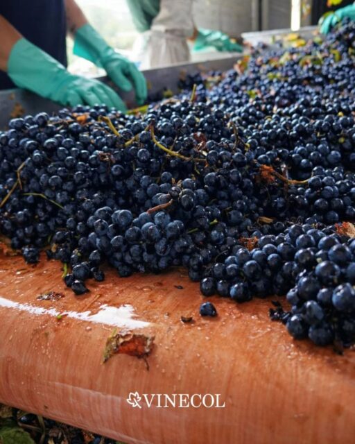 La bodega se diferencia por nuestro vino orgánico y natural 🌎🍇

En Vinecol trabajamos cada viñedo con prácticas orgánicas que respetan los ciclos naturales de la tierra y promueven la biodiversidad

Cada botella refleja ese compromiso: menos intervención, más naturaleza y una forma de producir que piensa en el presente… y en las próximas generaciones

#vinosnaturales #vinosorganicos #bodegavinecol #vinos
