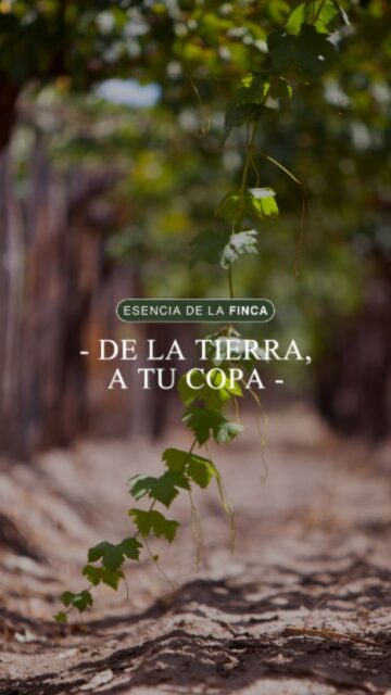 De la tierra nace todo 🌿
El cuidado, el tiempo y las manos que trabajan cada día hacen posible que cada uva cuente una historia

En nuestro viñedo, cada detalle importa: el suelo, la vid y la naturaleza que acompaña cada proceso

Porque antes de llegar a tu mesa, el vino empieza acá
De la tierra a tu copa 🍷

#bodegavinecol #vinosorganicos #wine #sellosorgánicos