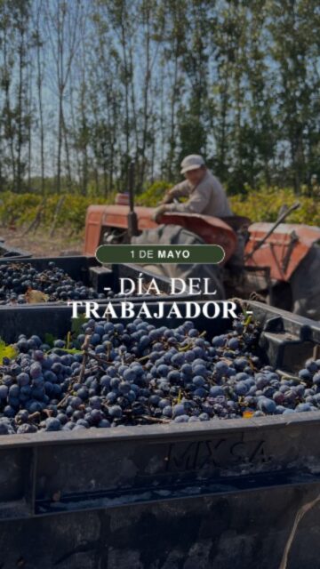 Detrás de cada vino, hay manos, hay personas, hay equipo que hacen historia 🙌🏻🍇Brindamos por nuestro equipo y su esfuerzo diario 👌🏻😊

¡Feliz día del Trabajador!
#bodegavinecol #vinecol #vinosorganicos #sellosorgánicos