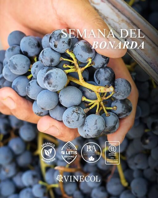 🍇 Celebramos la Semana del Bonarda, una cepa que expresa el carácter de nuestra tierra con autenticidad
🍷En cada copa se descubren sus aromas a frutas rojas, su frescura y la suavidad de sus taninos, cualidades que la convierten en un vino versátil para compartir en cualquier ocasión
🍷 Esta semana, brindemos por una variedad que sigue conquistando paladares y por quienes eligen disfrutar del vino de una forma más consciente
#bonarda #vinosorganicos #vinecol #mendoza #uvas