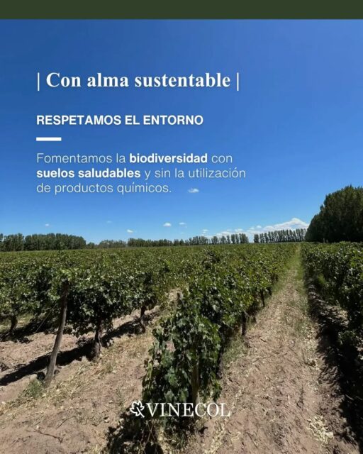 ¿Por qué tenemos una lógica sustentable? 🌱
🍇 Porque desde la producción de la uva, hasta la elaboración del vino, nos basamos en la aplicación de técnicas que no permiten la utilización de productos provenientes de la industria química
✅ Respetamos el entorno
✅ Certificamos procesos
✅ Mínima intervención
✅ Trabajamos con pasión
#vinosorganicos #vinosnaturales #vinecol #sellosorgánicos #mendoza