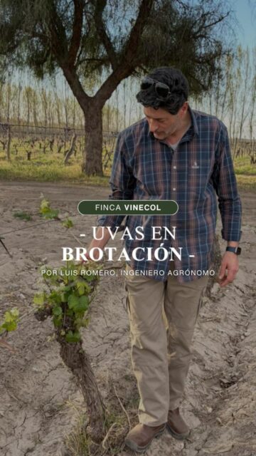 🌱 La primavera llega al viñedo y todo vuelve a empezar

La vid despierta y aparecen los primeros brotes 🍃

Un nuevo ciclo comienza: la tierra se mueve, el viñedo renace y cada pequeña hoja guarda la promesa de una nueva cosecha 🍇

En Vinecol creemos que el vino empieza mucho antes de la copa: empieza en la tierra, en cada brote y en el cuidado de todo el proceso 🍷

#vinedo #vinecol #vinosorgánicos #primavera #brotación