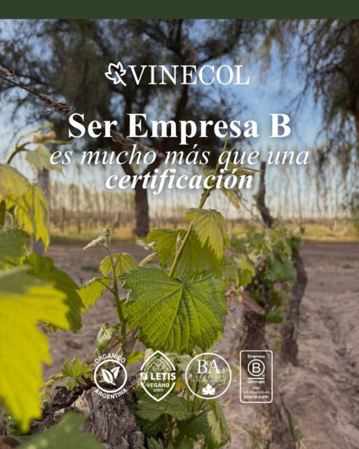 Ser Empresa B es elegir hacer las cosas de otra manera🌱🍇
Es cuidar nuestro entorno, valorar a las personas y asumir el impacto de cada decisión
En Vinecol, este compromiso forma parte de nuestra manera de hacer vino y de pensar el futuro 🙌🏼
Porque hacer las cosas bien también es parte de nuestra identidad🍷
#EmpresaB #certificacion #vinosorganicos #SistemaBArgentina #mendoza